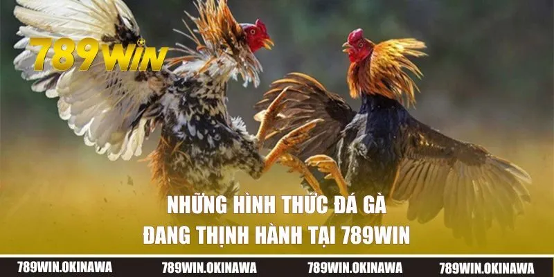 Những hình thức đá gà kịch tính đang thịnh hành tại 789WIN